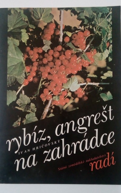 Rybíz, angrešt na zahrádce
