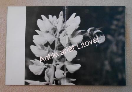 Poesie in Feld und Flur