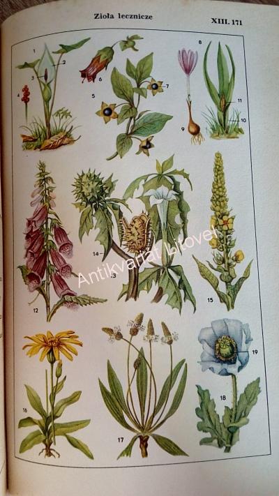 Bildwörterbuch, Deutsch und Polnisch