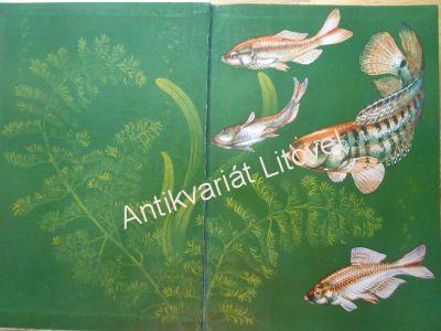 Das Süsswasser - Aquarium